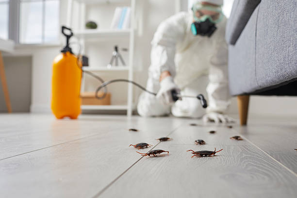 Commercial Kitchen Cockroach Control in Maxwell